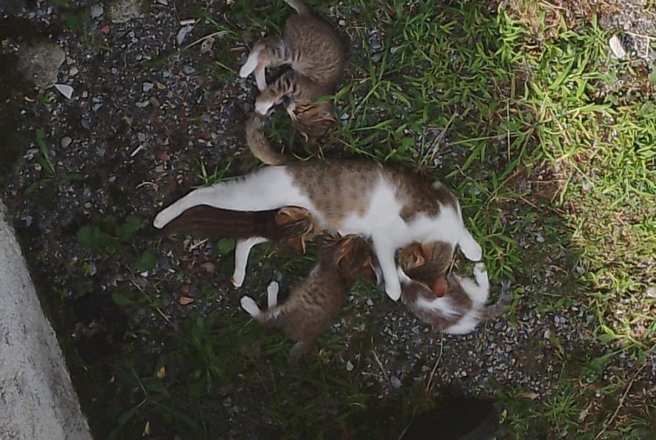 Fundmeldung Katze   Weiblich Lestelle-Bétharram Frankreich