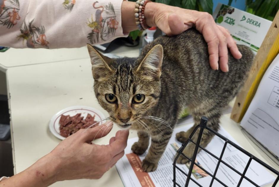 Discovery alert Cat  Female Hasparren France