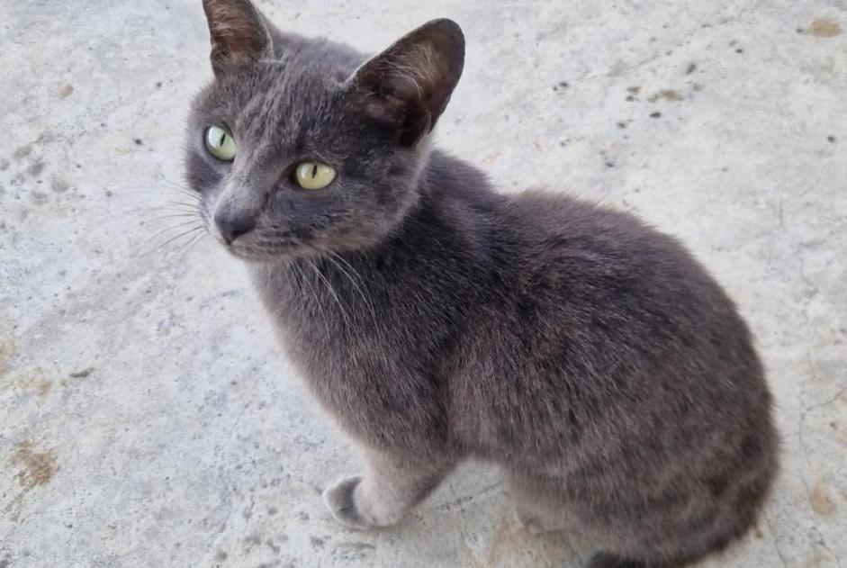 Discovery alert Cat Female Mouguerre France