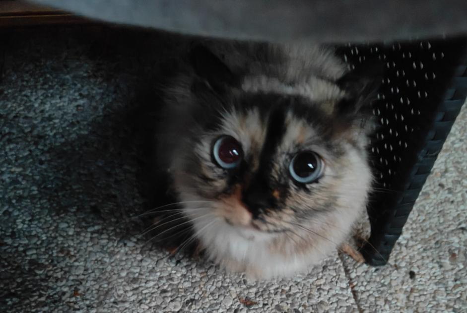 Alerta de Hallazgo Gato Desconocido Bayonne Francia