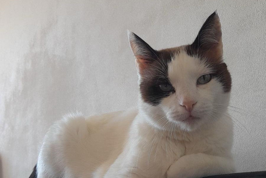 Alerta de Desaparición Gato cruce  Macho , 8 años Hendaye Francia