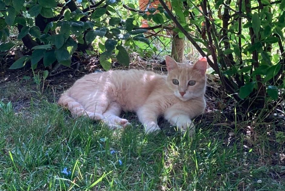 Alerte Disparition Chat croisement  Femelle , 5 ans Mouguerre France